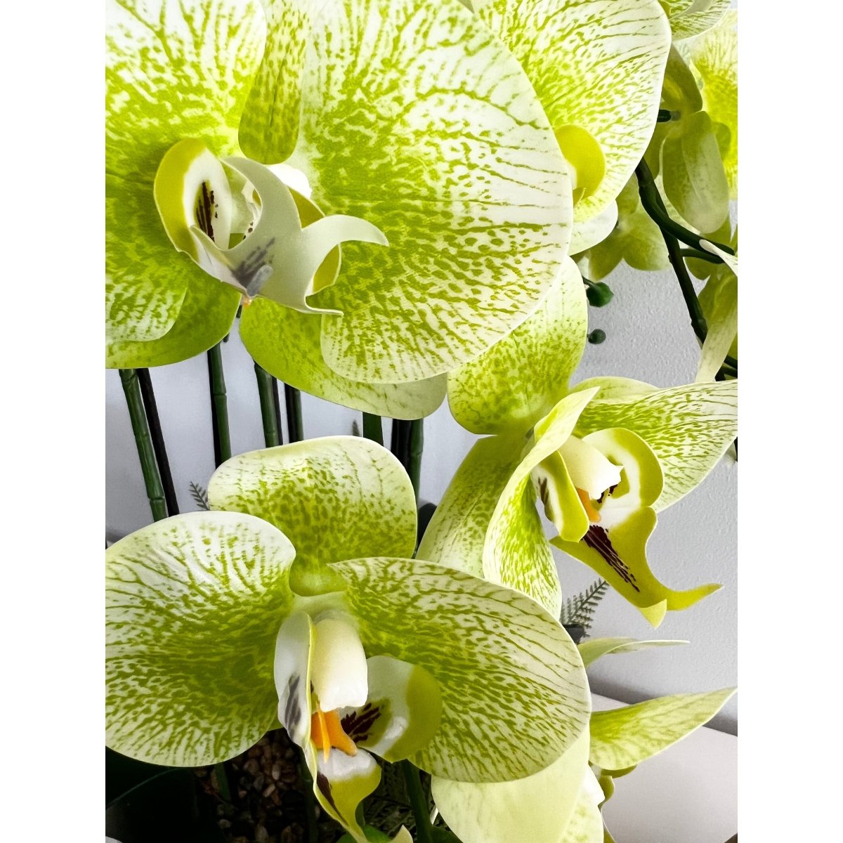 6 Stängel Phalaenopsis Orchideen Arrangement in Gold Keramik Vase